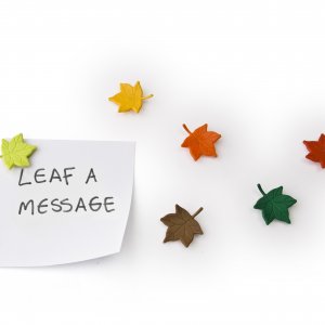 Sada magnetů QUALY Leaf a Message, (listy) 6 ks.